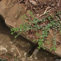 Phyllanthus maderaspatensis L.